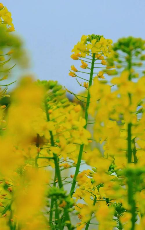 偶遇油菜花作文300字