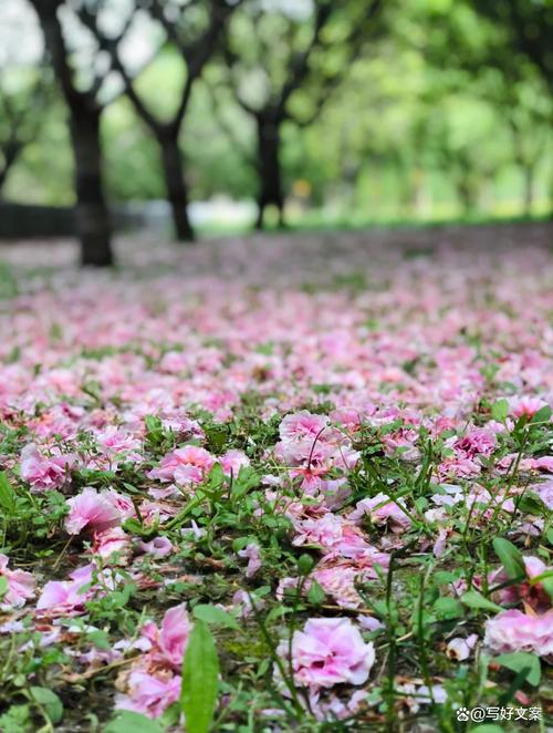 冷雨落花心暖微处作文900字