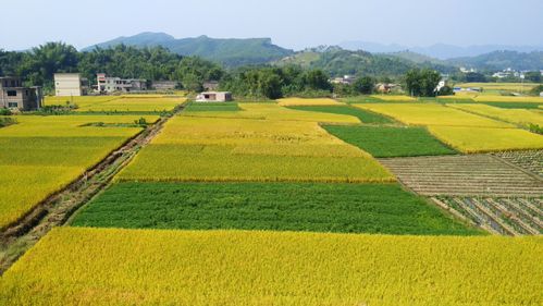 秋天的田野