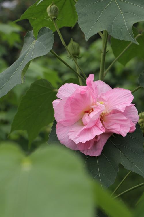 芙蓉倾国又倾心