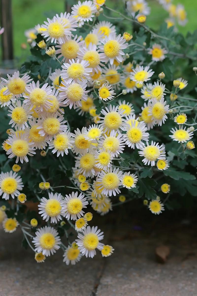 写菊花的作文四篇