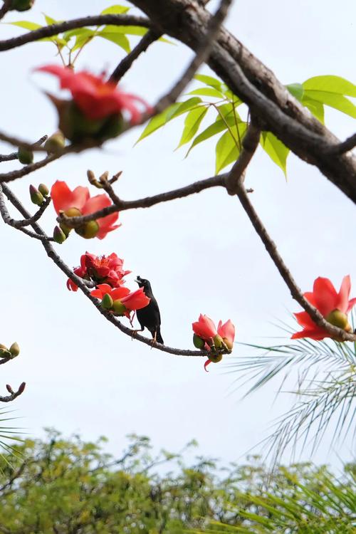 木棉花