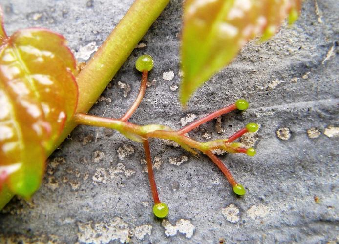 初中优秀写物作文:爬山虎的自述