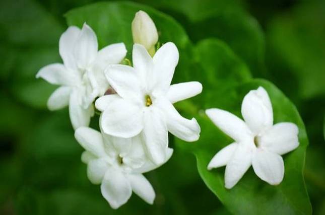 有关茉莉花的作文「优秀」