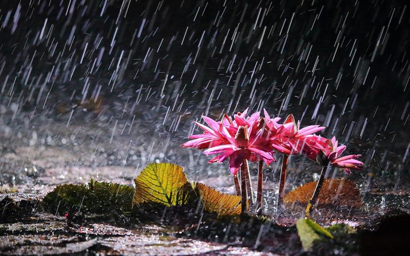 以迎接风雨为话题的高中作文