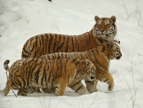 Tigers in danger