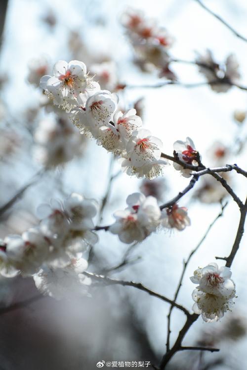 写梅花初中作文500字4篇