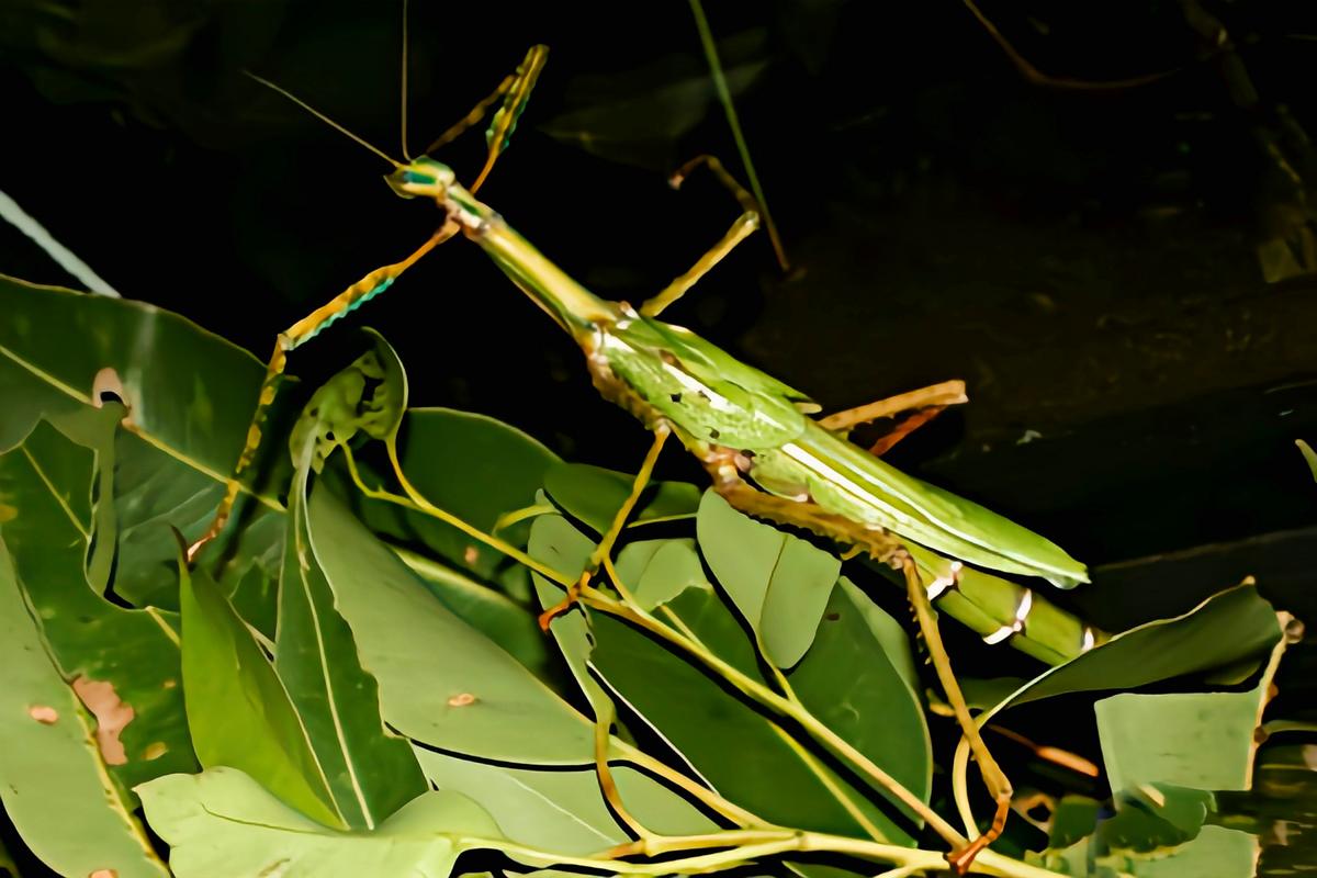 小昆虫本领大(Big ability of small insects)