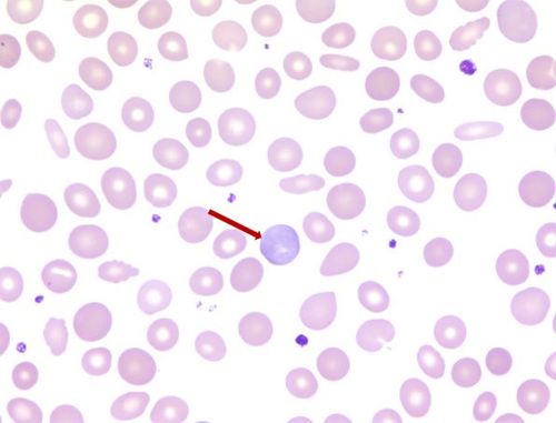 细胞和温度(Cells and Temperature)