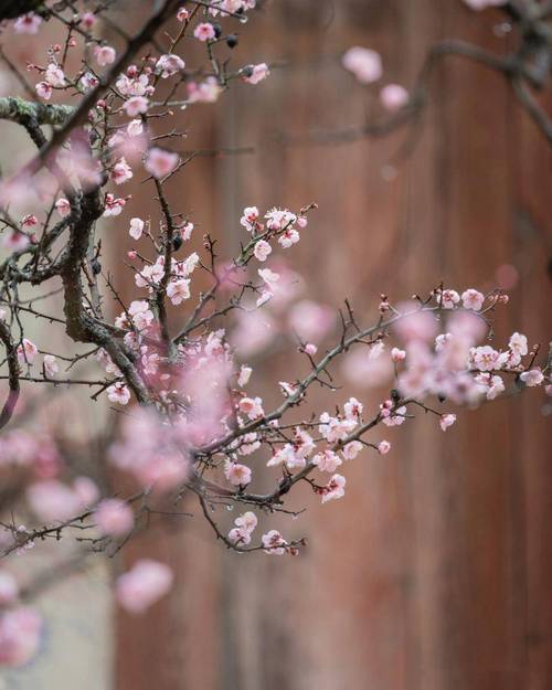 祖国花朵(Flower of our motherland)