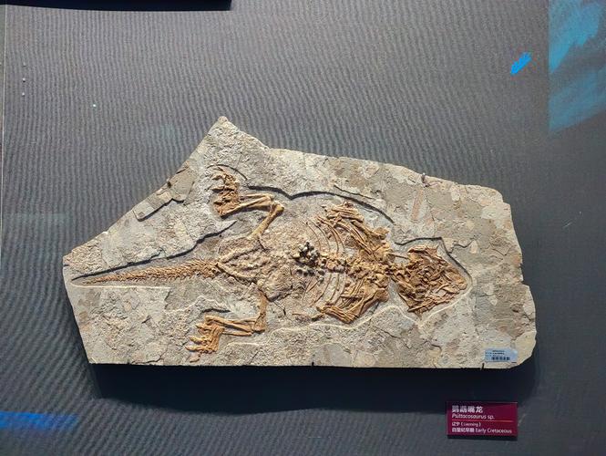 一种罕见的化石记录(A Rare Fossil Record)