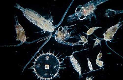 浮游生物(Plankton)