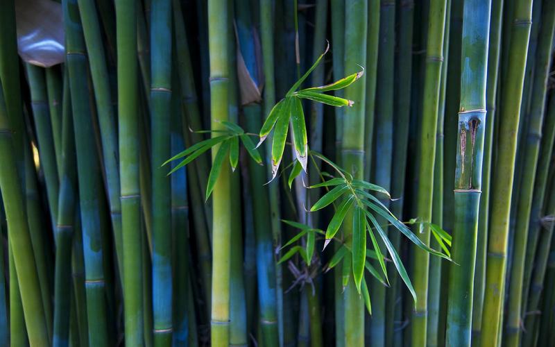 竹子(Bamboo)