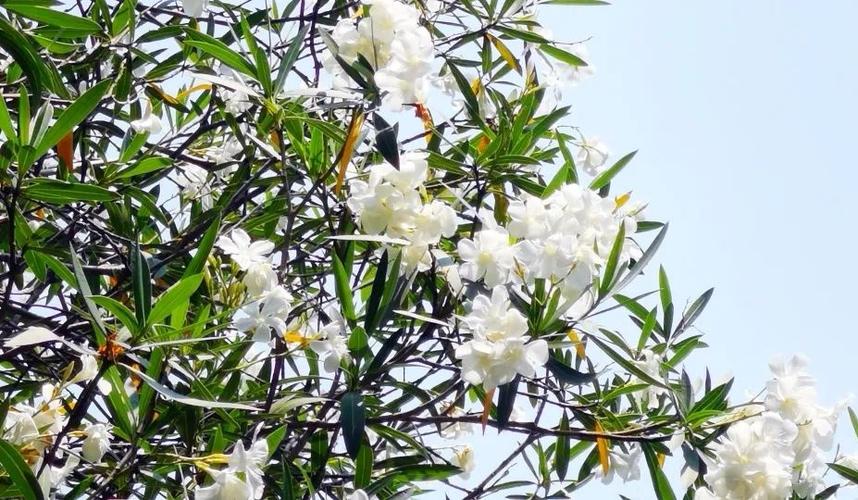 为什么有些植物会生病或死亡(Why Some Plants Become Sickly or Die)