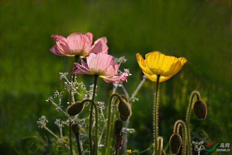 桃李芳菲谢师恩教师节征文