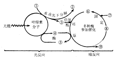 植树的过程小作文