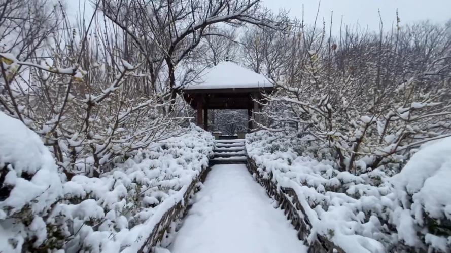 雪舞腊八节作文