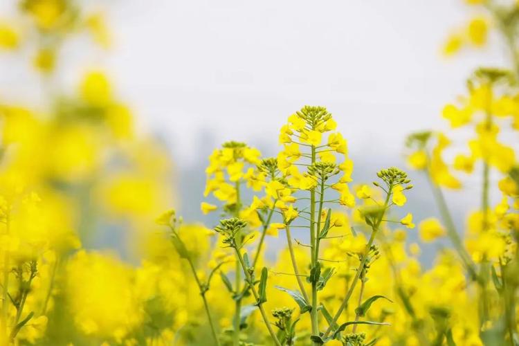 三年级作文家乡油菜花