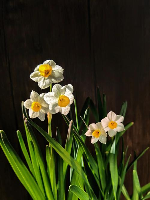 水仙花观察日记范文「精选」