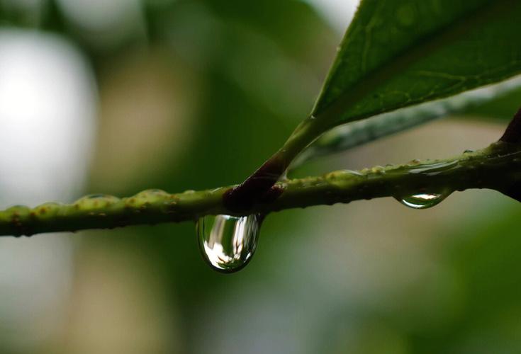 苏教版四年级上5单元作文：雨滴的自述