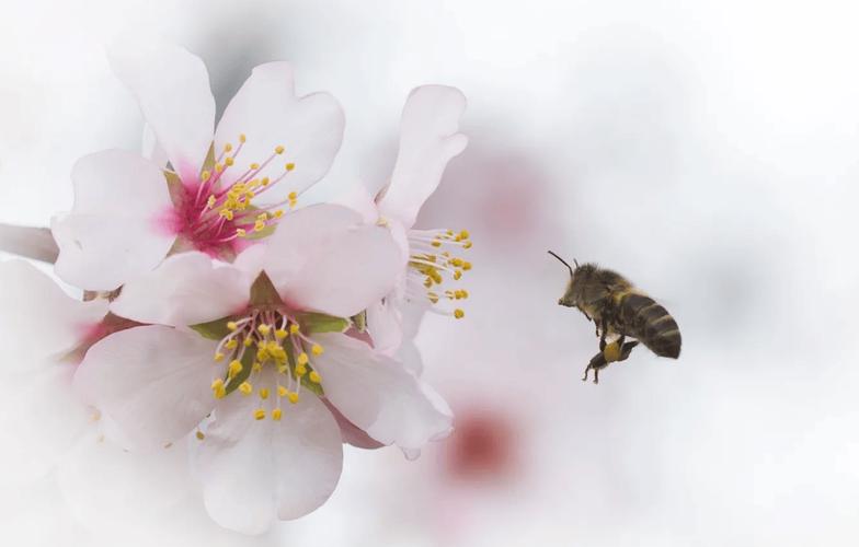 作文：蜜蜂采蜜给我的启示