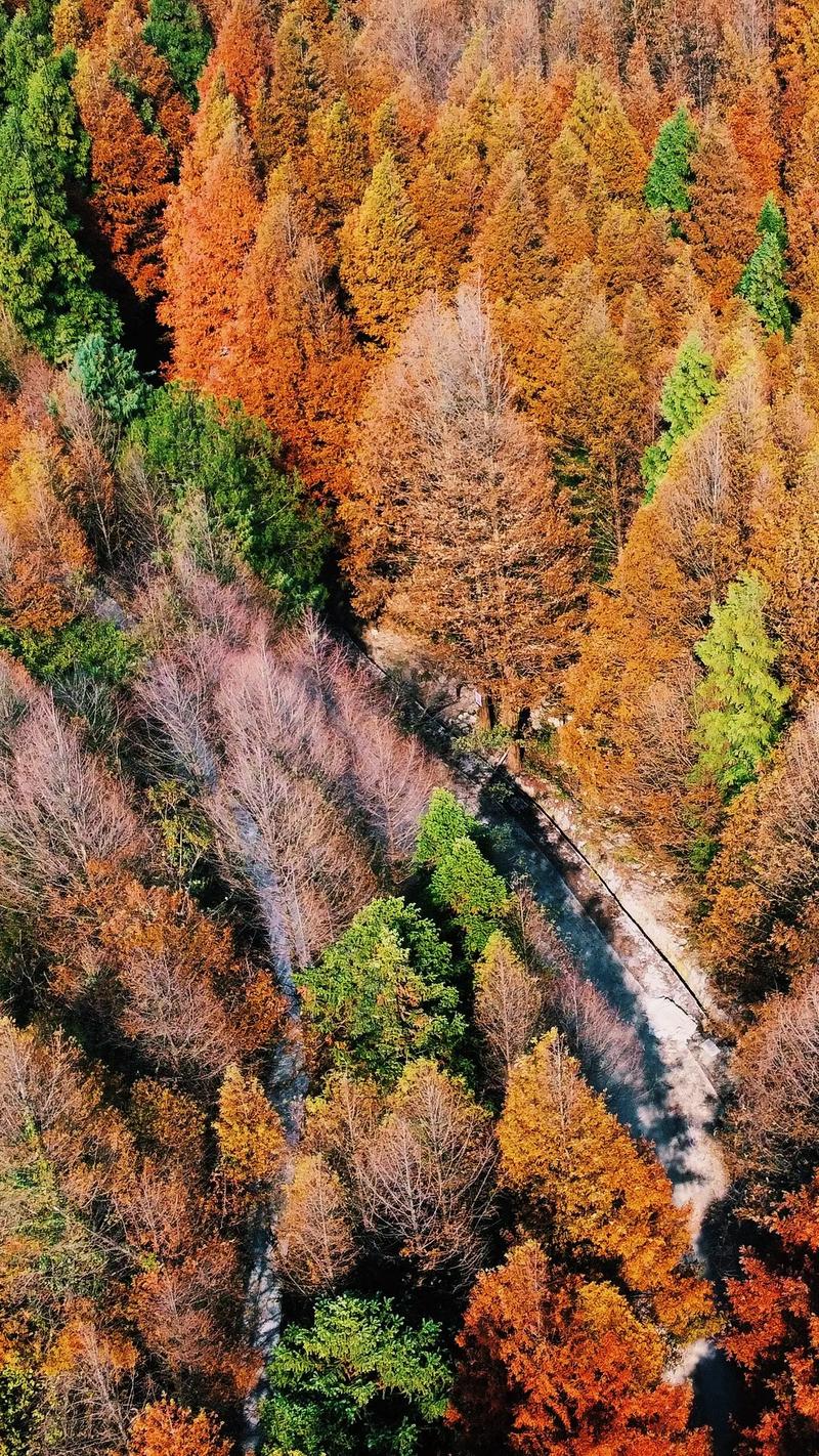 人教版四年级下册第六单元作文：乡村秋景