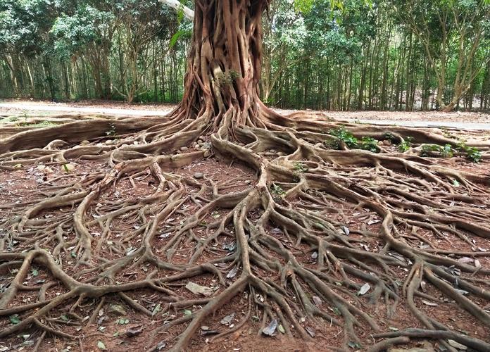 人教版四年级下册第八单元作文：树根和树叶