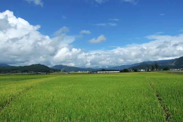 湘教版五年级上5单元作文：美好的田间生活