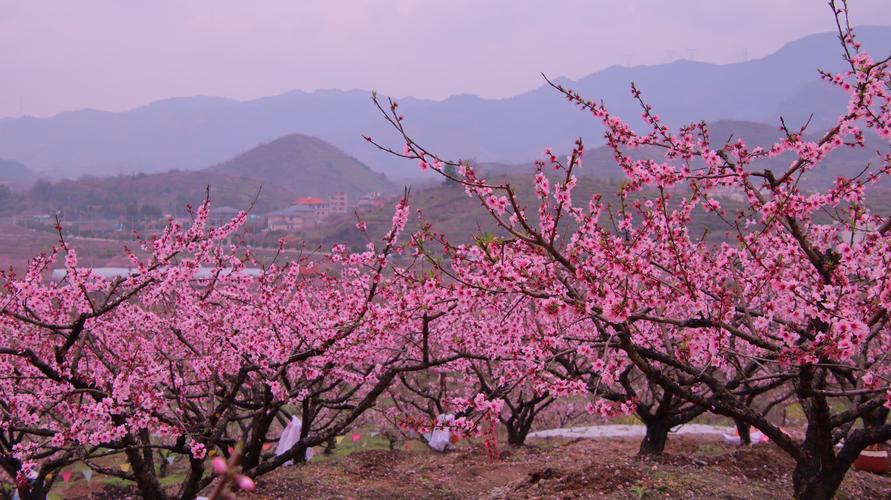 介绍湖南桃花源的导游词范文