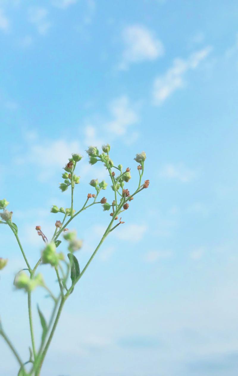 描写夏天的诗句——《客中初夏》