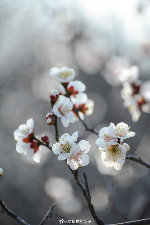 关于梅花的诗句——《梅花》