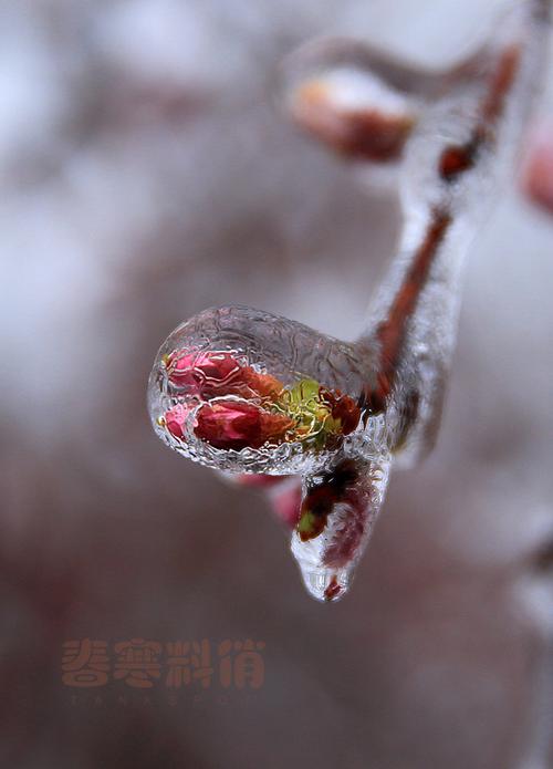 关于雨的诗句——《春寒·二月巴陵日日风》