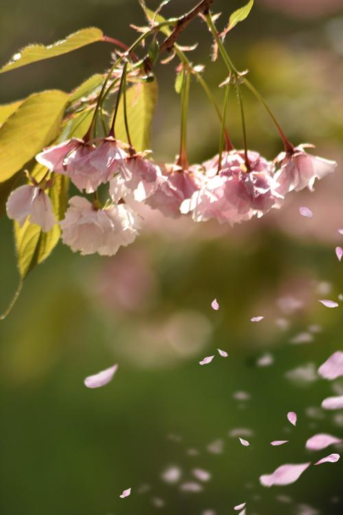 写景诗——《落花落，落花纷漠漠》