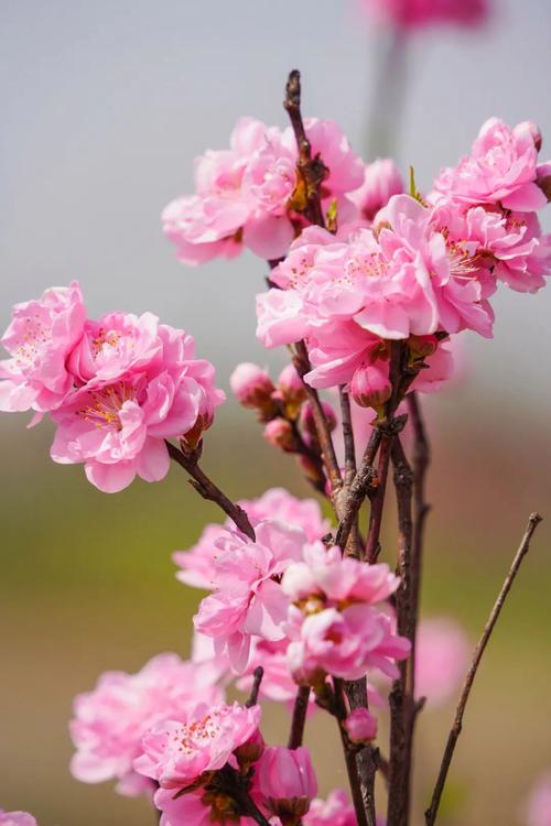 写景诗——《大林寺桃花》