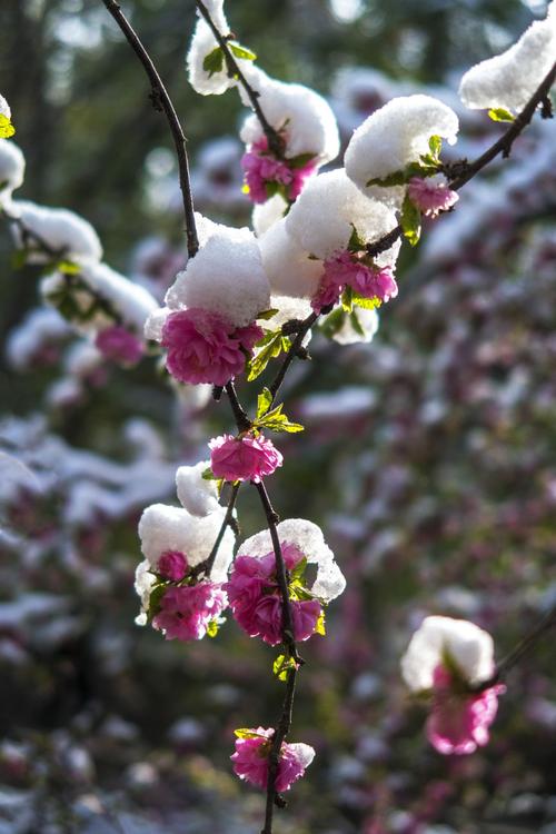 写景诗——《春雪》