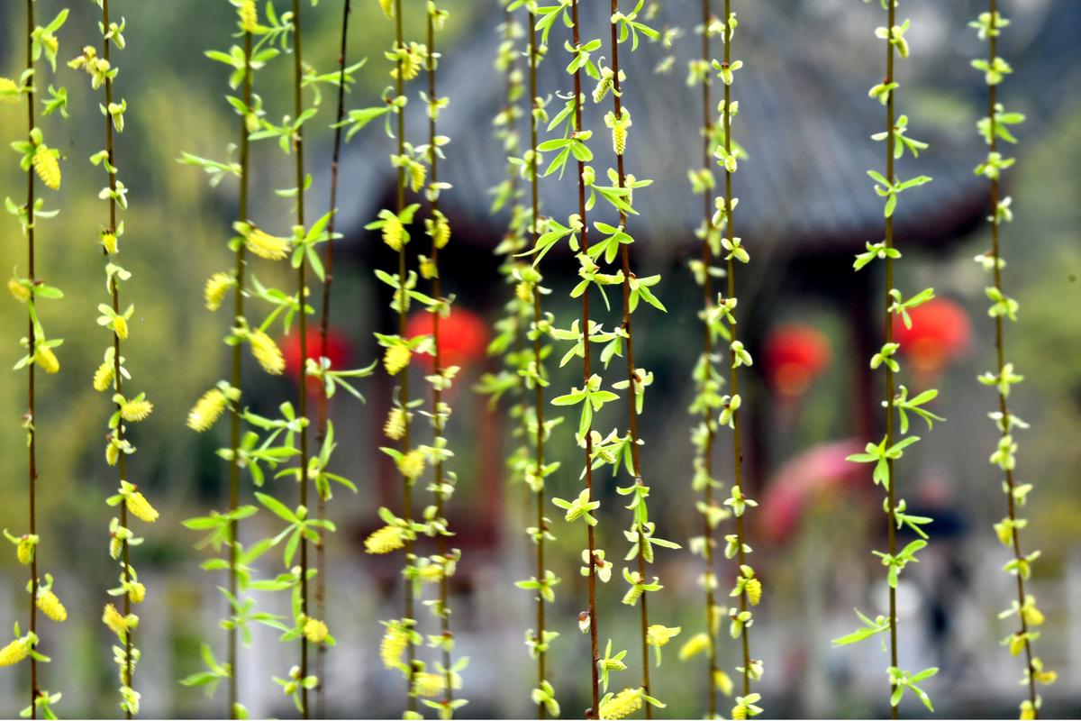 元宵节诗句——《柳梢青（元宵何高士说京师旧事）》