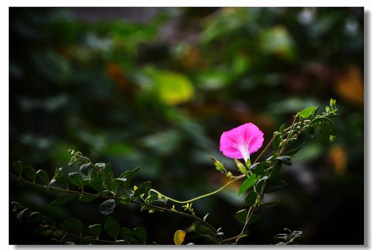 中秋节的诗句——《鹧鸪天·中秋后一夕宴修成之、富正甫作》