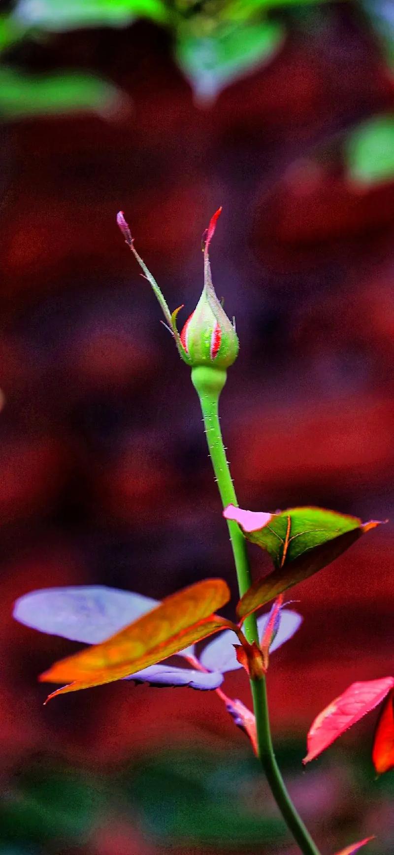 六一儿童节诗歌——《花蕾》