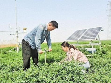 简洁版牧草种子购销合同