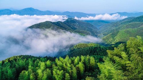 承包山林合同书