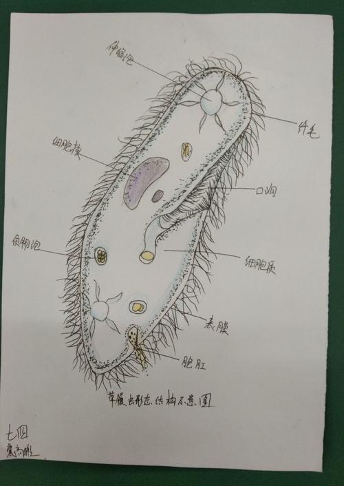 初中生物教学个人总结