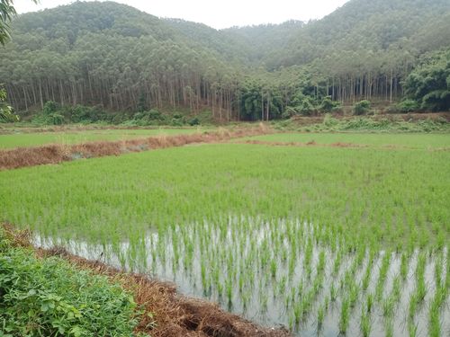 农村水田承包经营合同