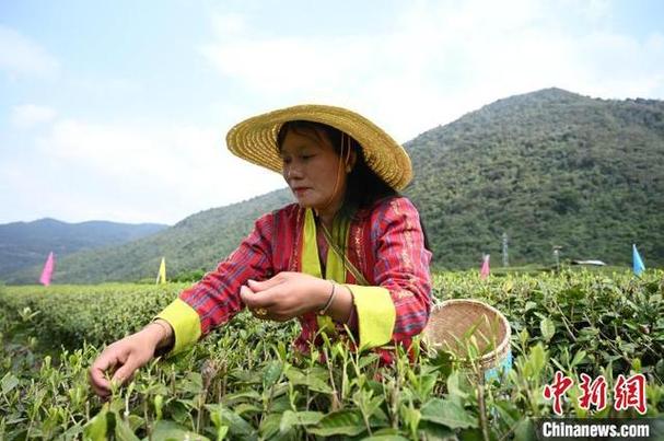 农牧民丰收节活动方案范文