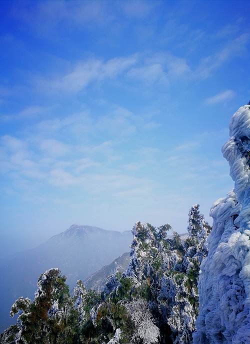 南山寿眉买卖合同