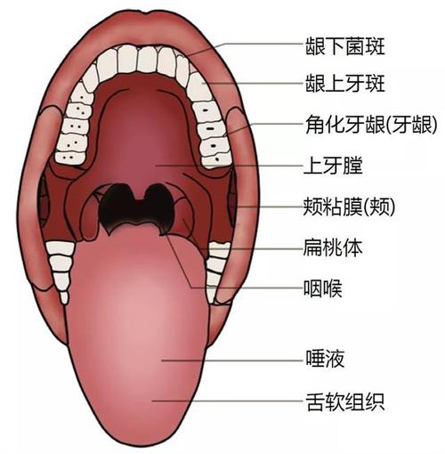 口腔医生年度总结范文