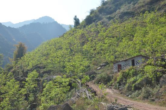 荒山荒坡承包合同