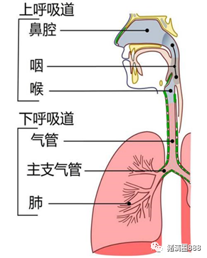 呼吸道传染病应急预案