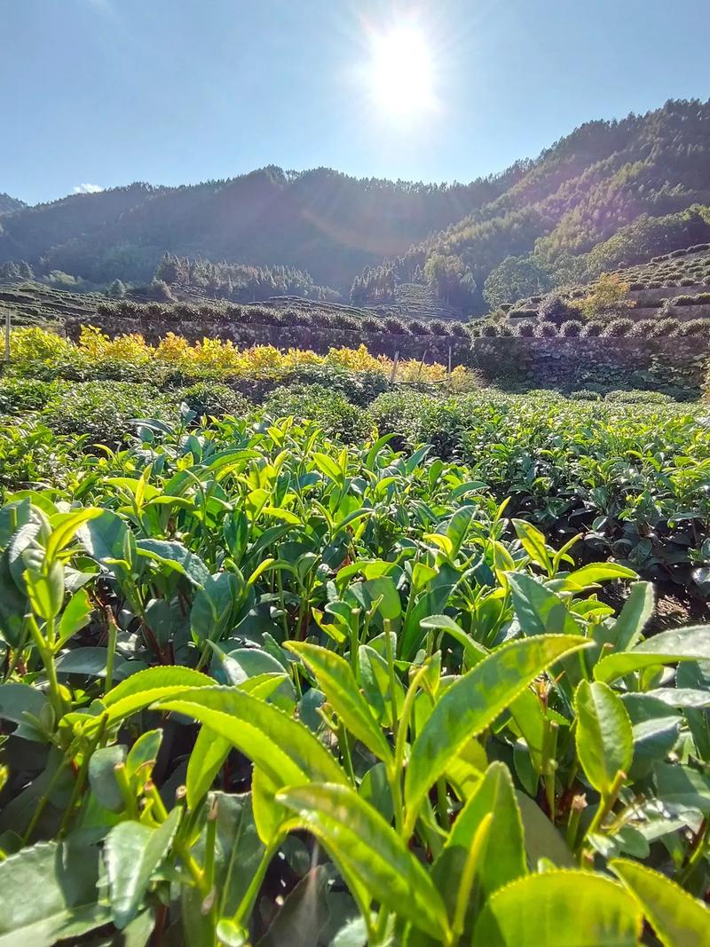 承包经营合同（茶园）