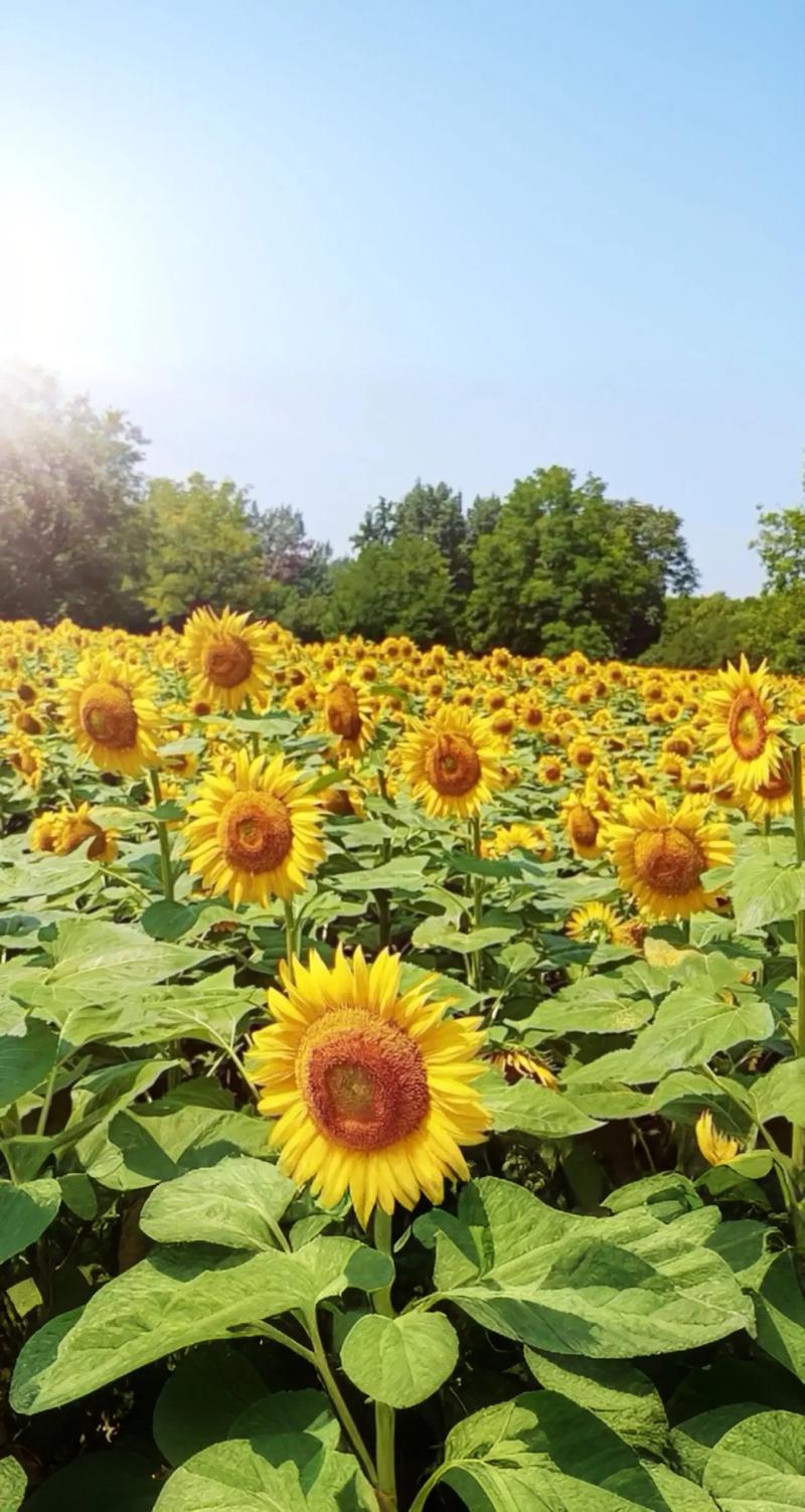 青铜葵花优秀读书心得