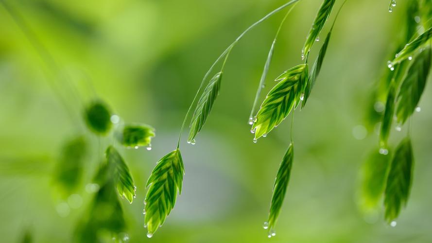 爱护绿色植物建议书模板